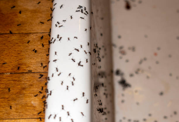 Best Pest Removal Services  in Walnut Cove, NC